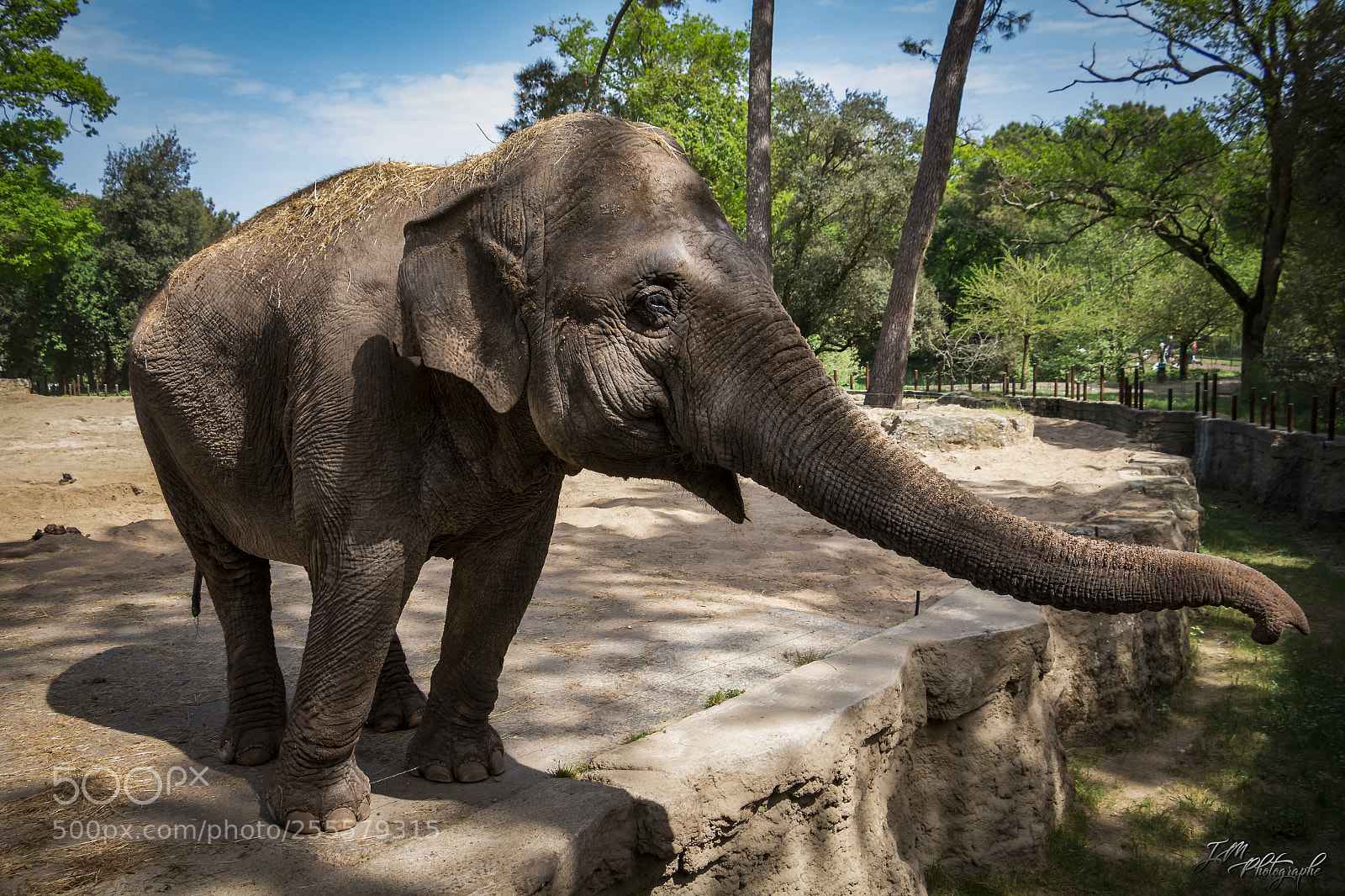Canon EOS 70D sample photo. Elephant photography