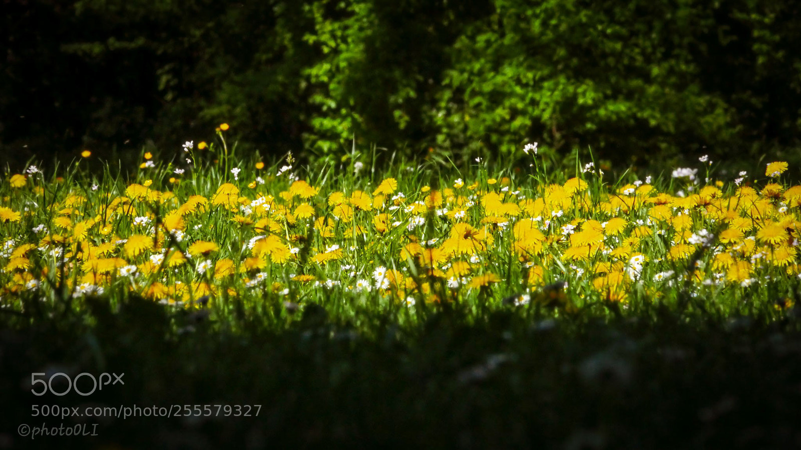Panasonic Lumix DMC-GX8 sample photo. Blumenwiese photography