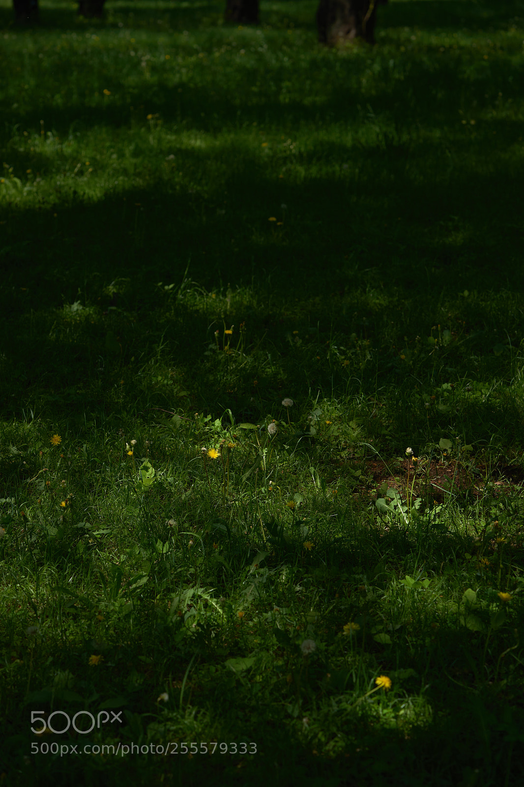Sony a7 sample photo. Flowers 6471 photography