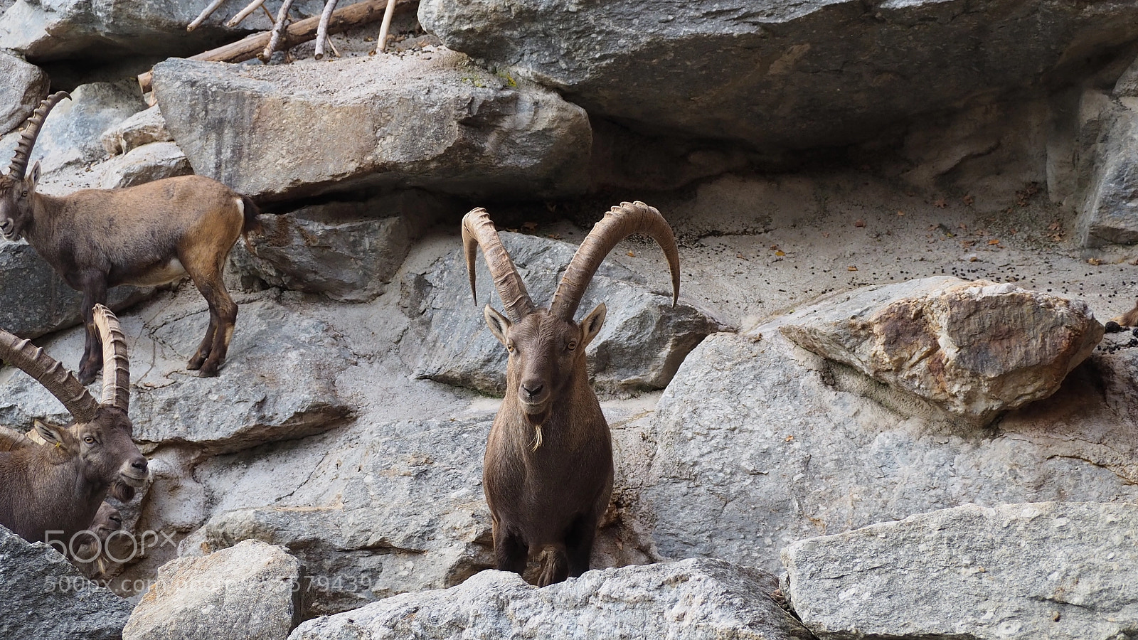 Olympus OM-D E-M10 II sample photo. Steinbock photography