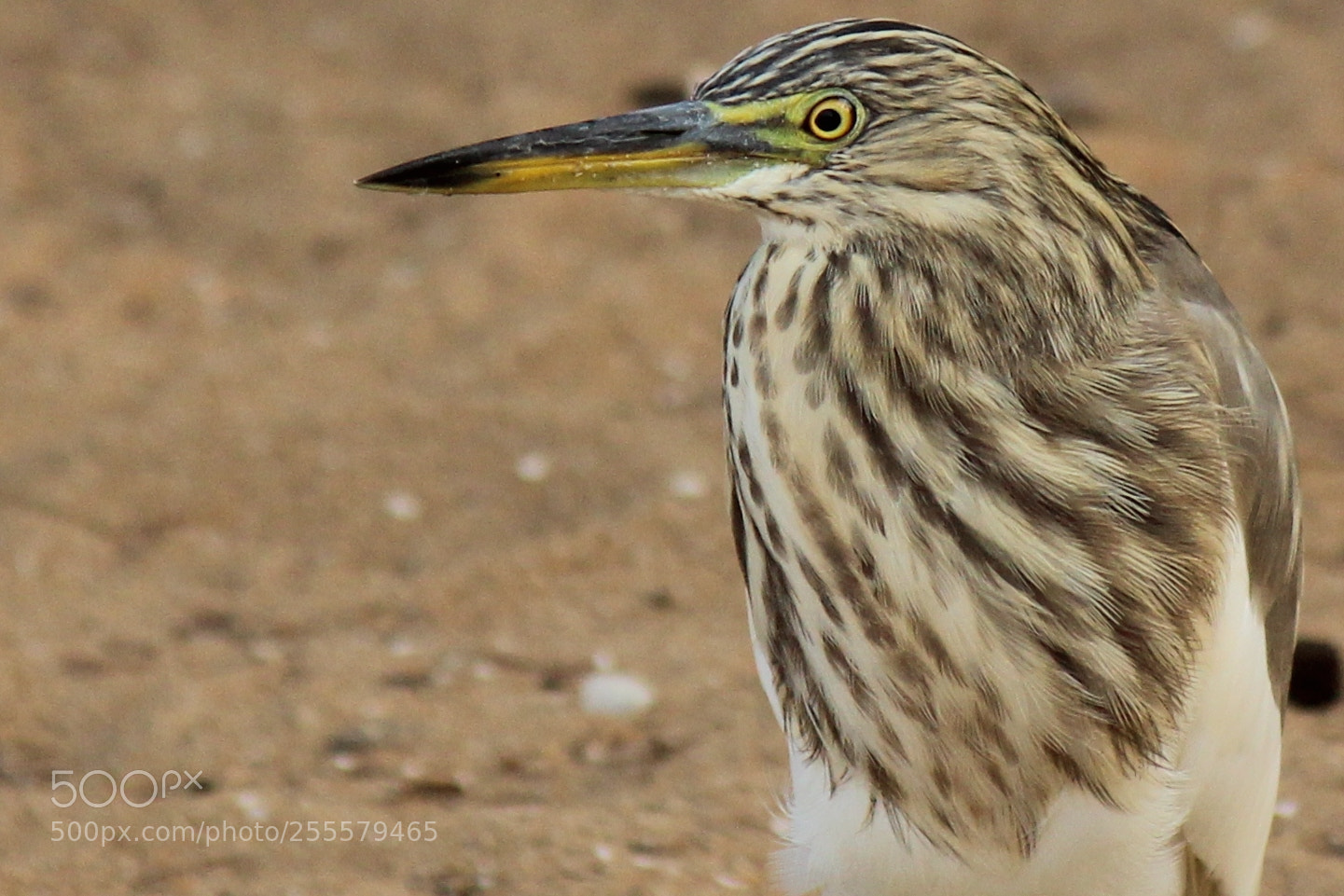 Canon EOS 600D (Rebel EOS T3i / EOS Kiss X5) sample photo. Bird_closeup photography
