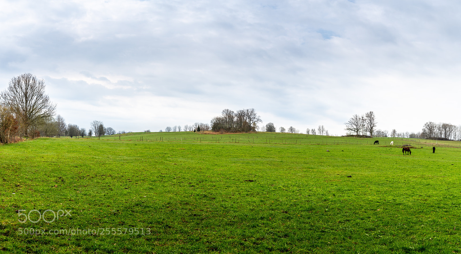 Canon EOS 6D sample photo. Field with horses photography