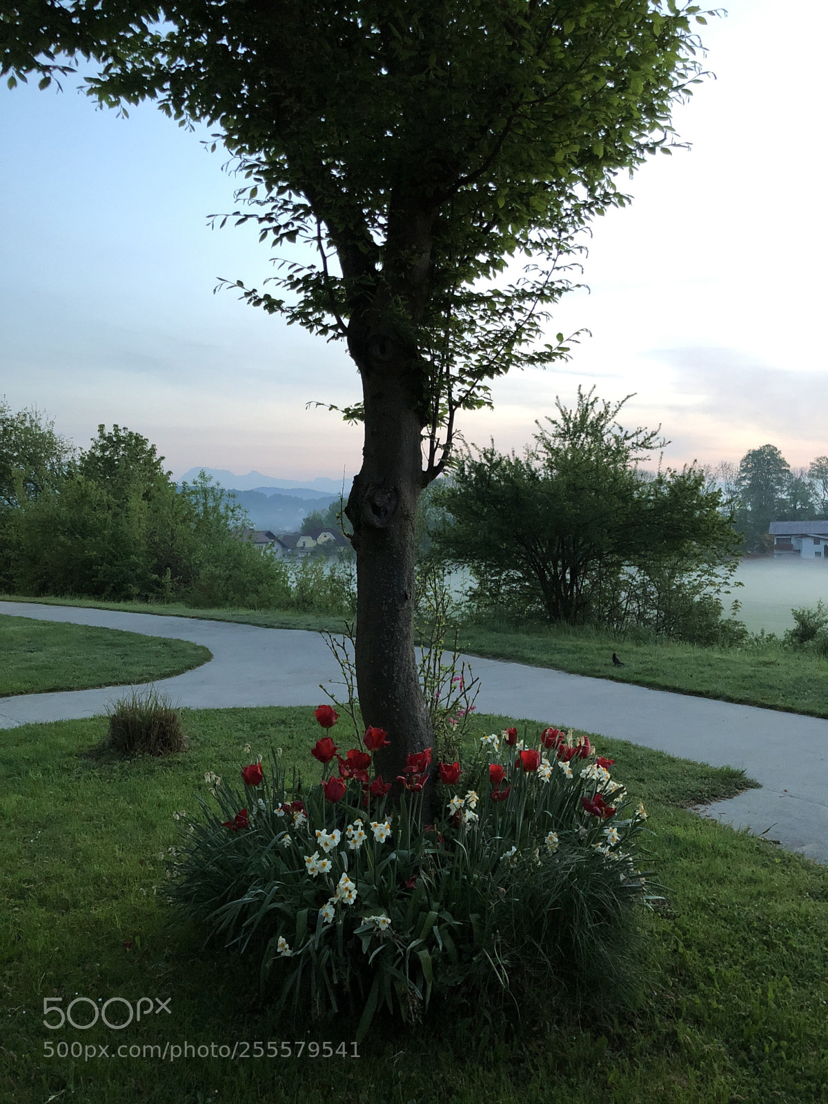 Apple iPhone 8 sample photo. Misty morning photography