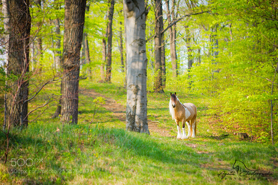 Canon EOS 7D sample photo. Gybsy cob mare ziva photography