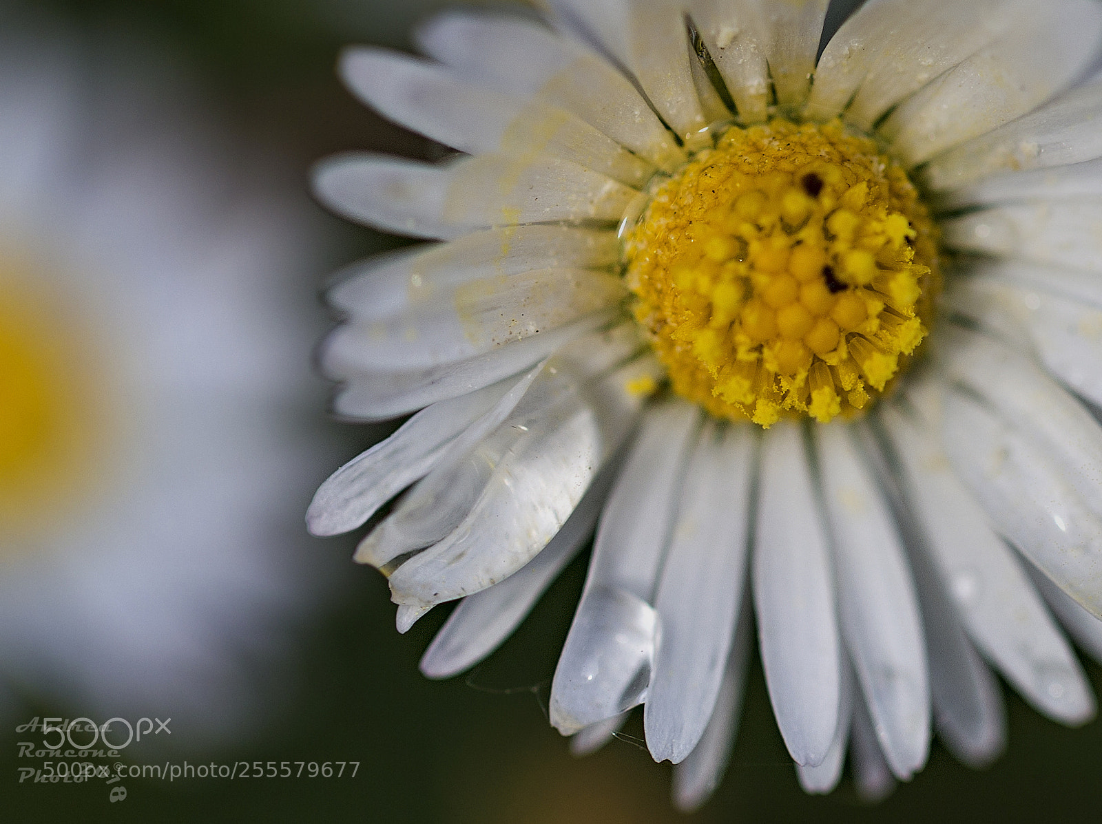 Canon EOS 6D sample photo. Untitled photography