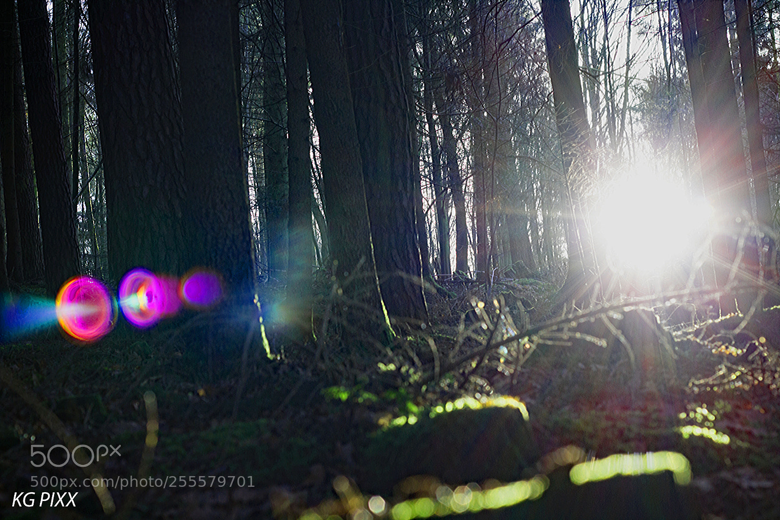 Canon EOS 1200D (EOS Rebel T5 / EOS Kiss X70 / EOS Hi) sample photo. Sonne im wald photography