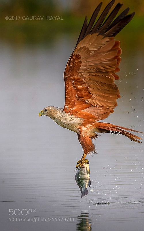 Nikon D5 sample photo. Brahminy kite with a photography