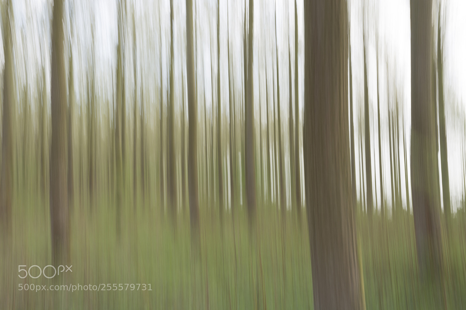 Nikon D7100 sample photo. Moving trees photography