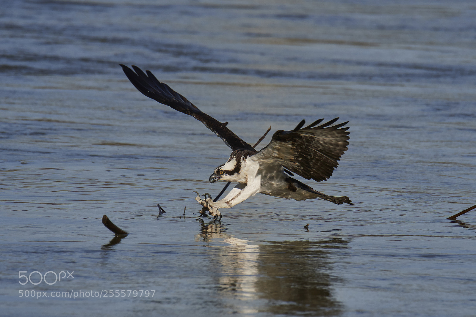Nikon D500 sample photo. Osprey photography