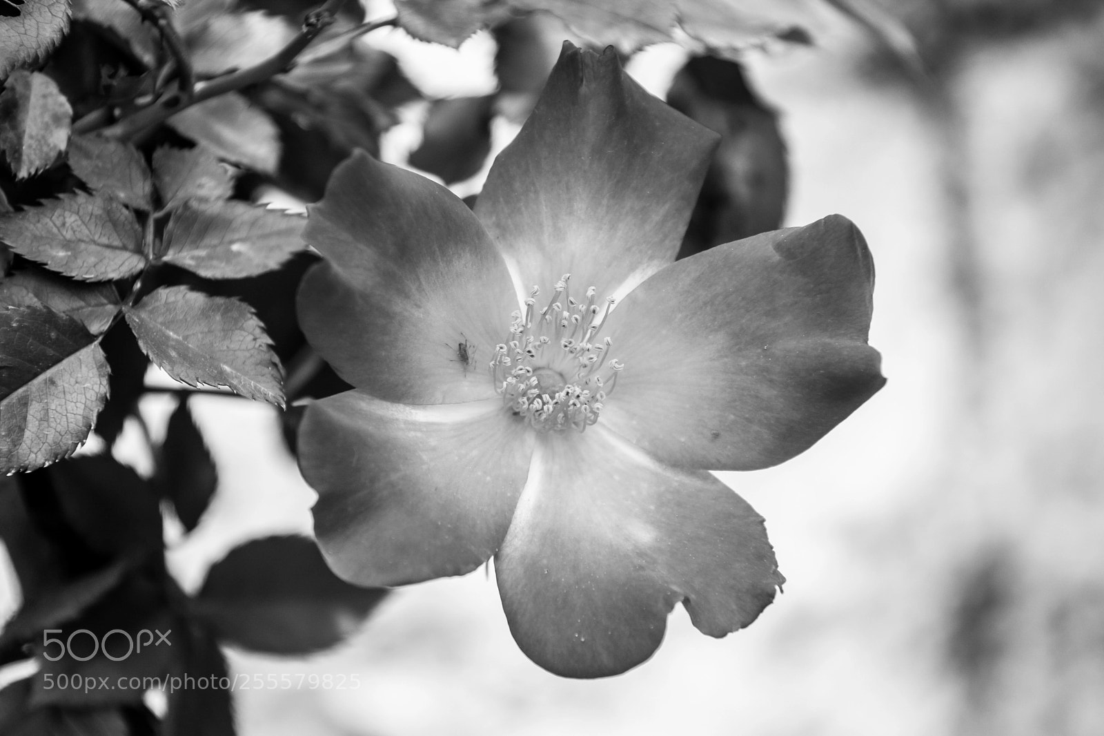 Nikon D7200 sample photo. Rosa, cv. 'coctail', flower photography