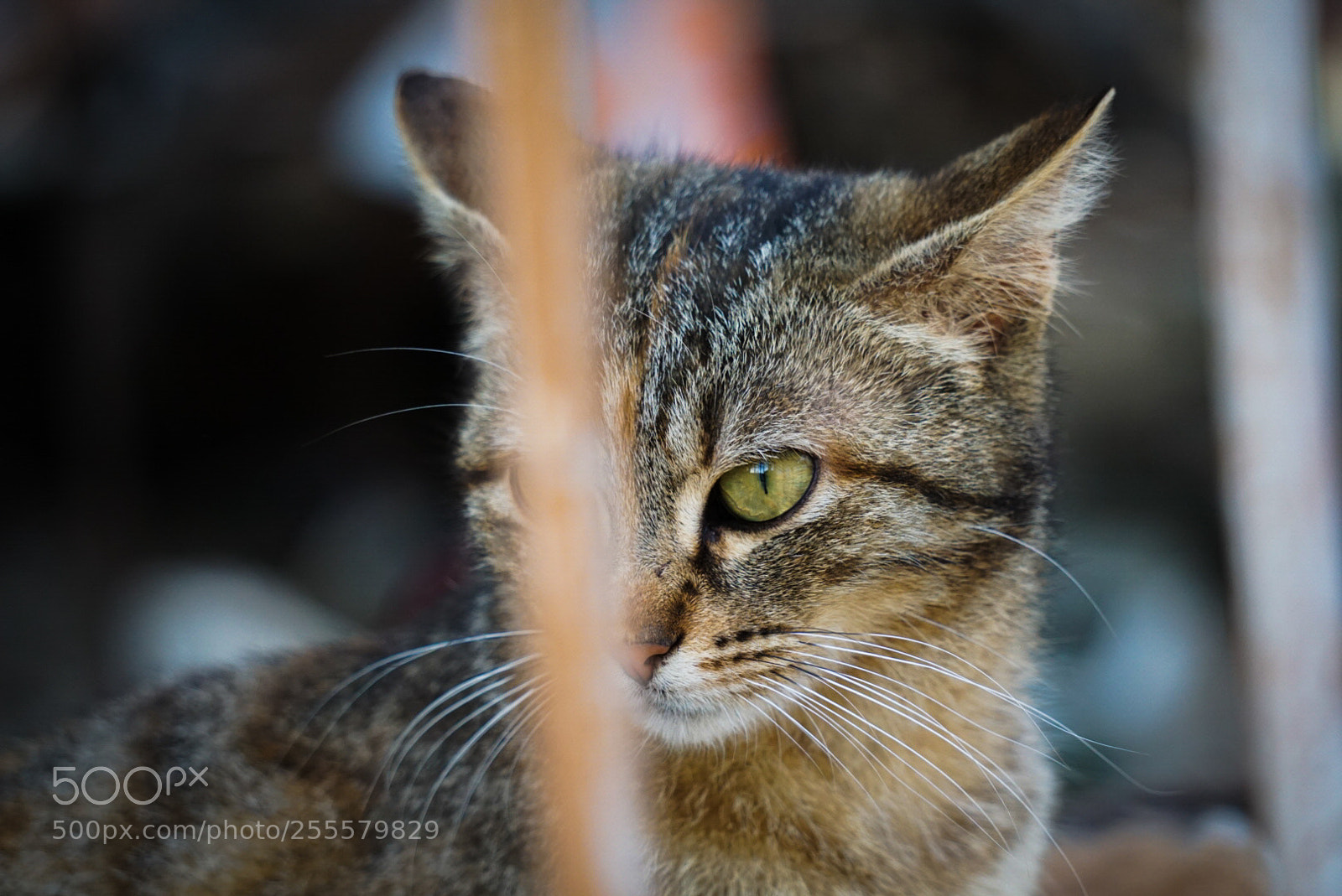 Sony a6000 sample photo. Cat photography