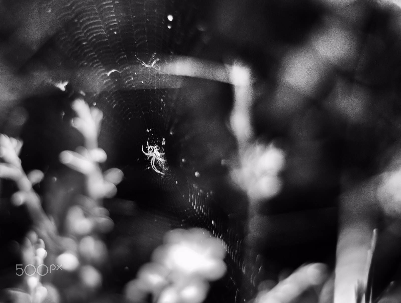 Pentax K-7 sample photo. Trampa - trap photography