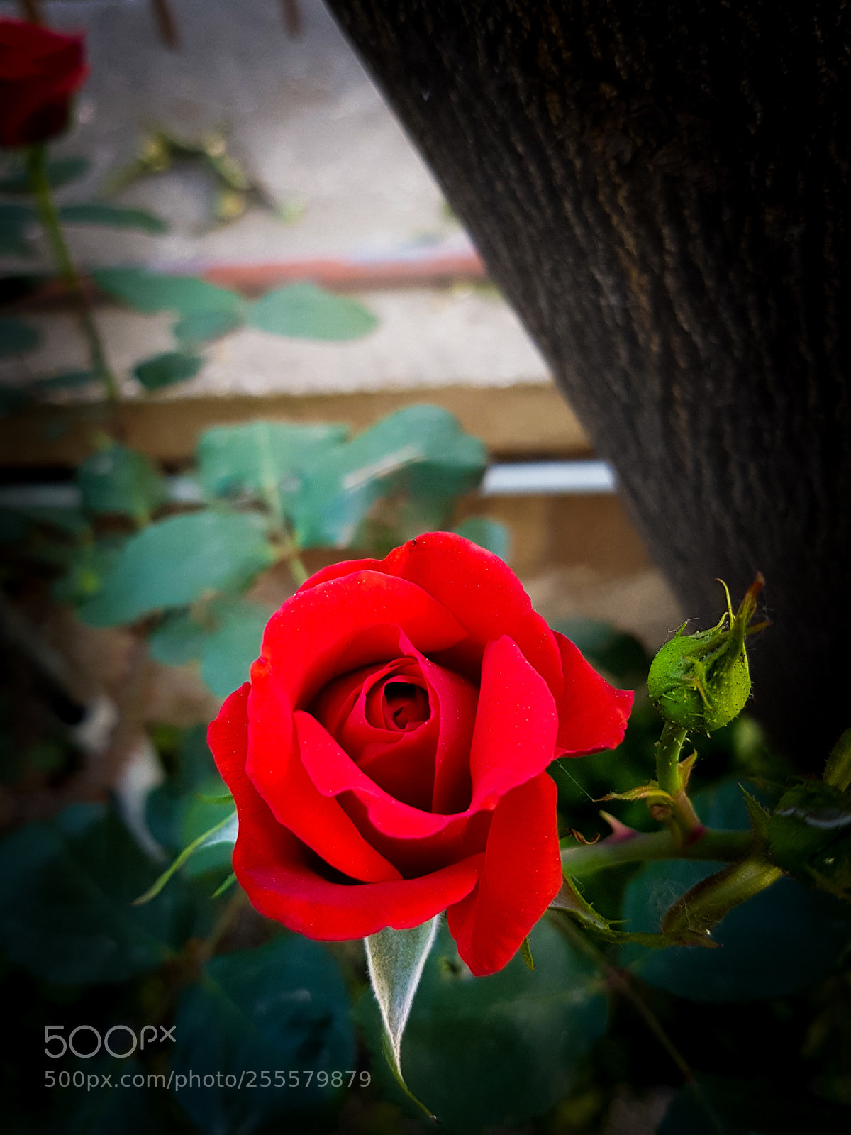 Samsung Galaxy S7 Edge sample photo. Rose photography