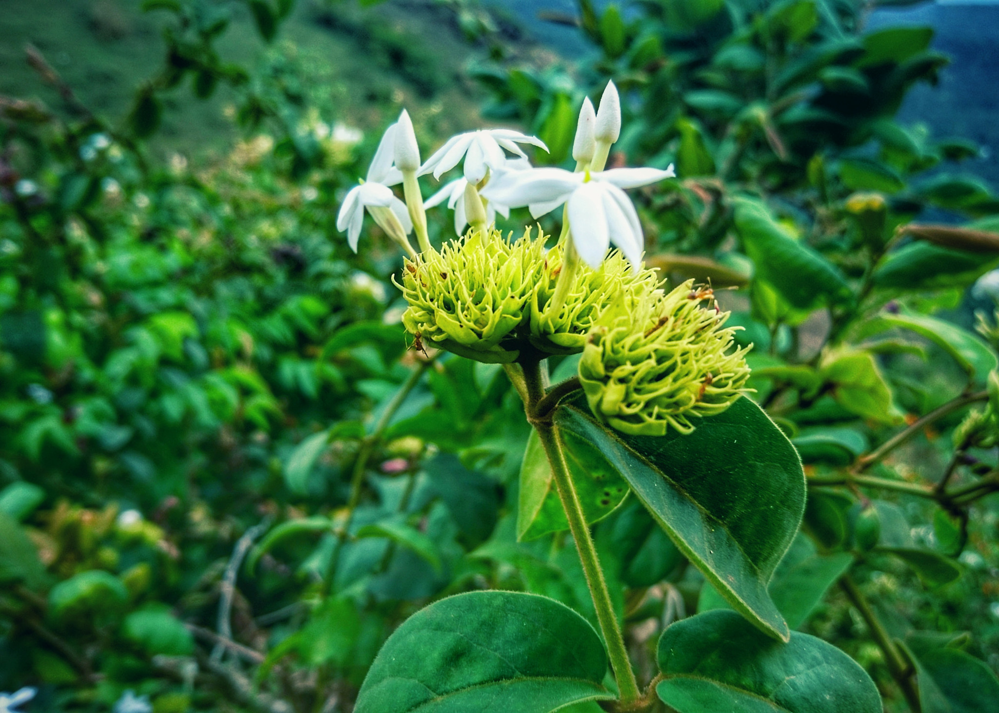 Sony Xperia X sample photo