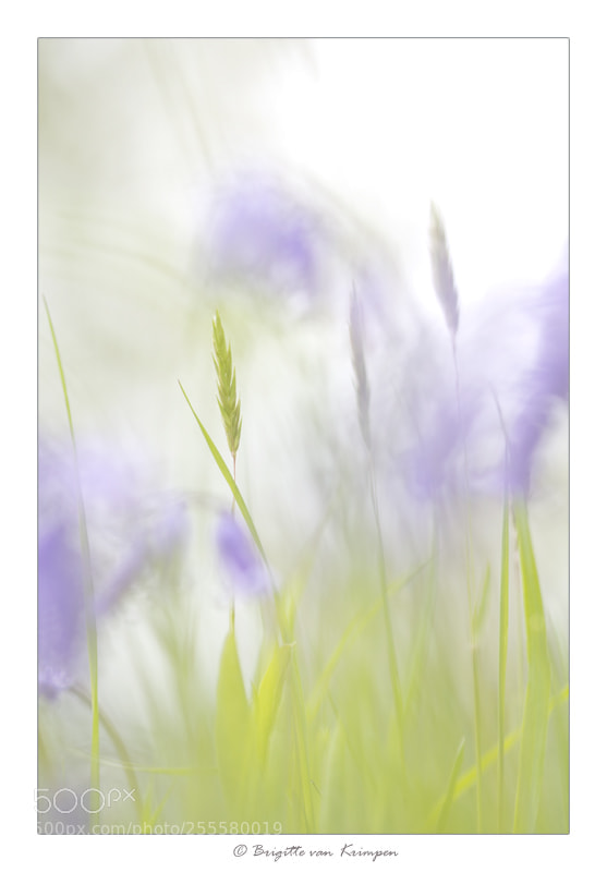 Canon EOS 60D sample photo. Fresh in pastels photography