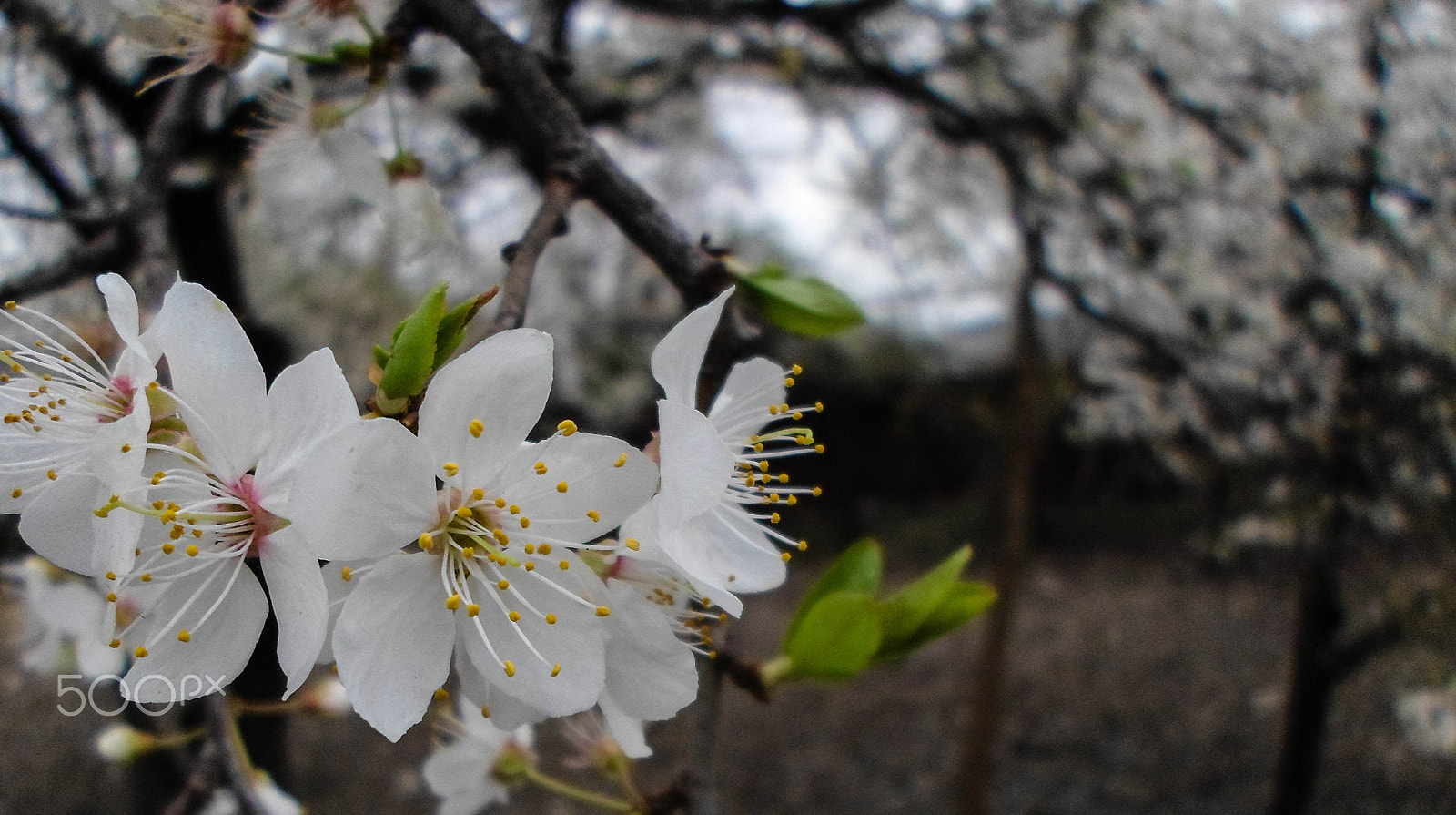 Samsung ES95 sample photo. ___________ photography