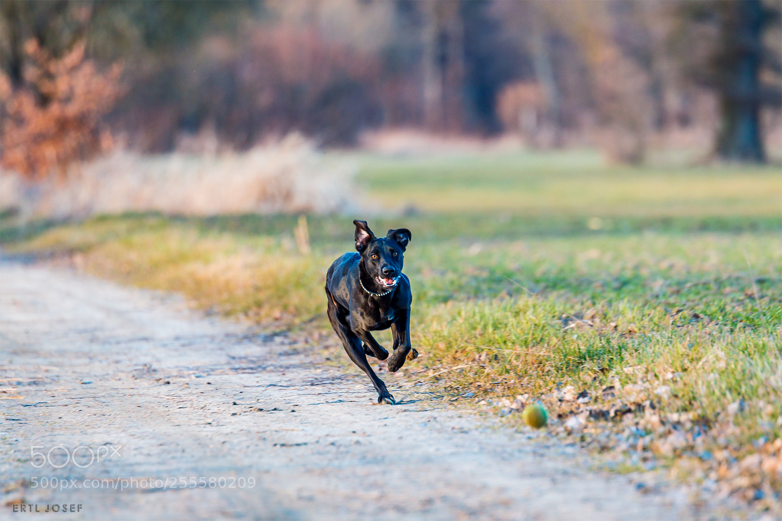 Canon EOS 70D sample photo. Ball hunter photography