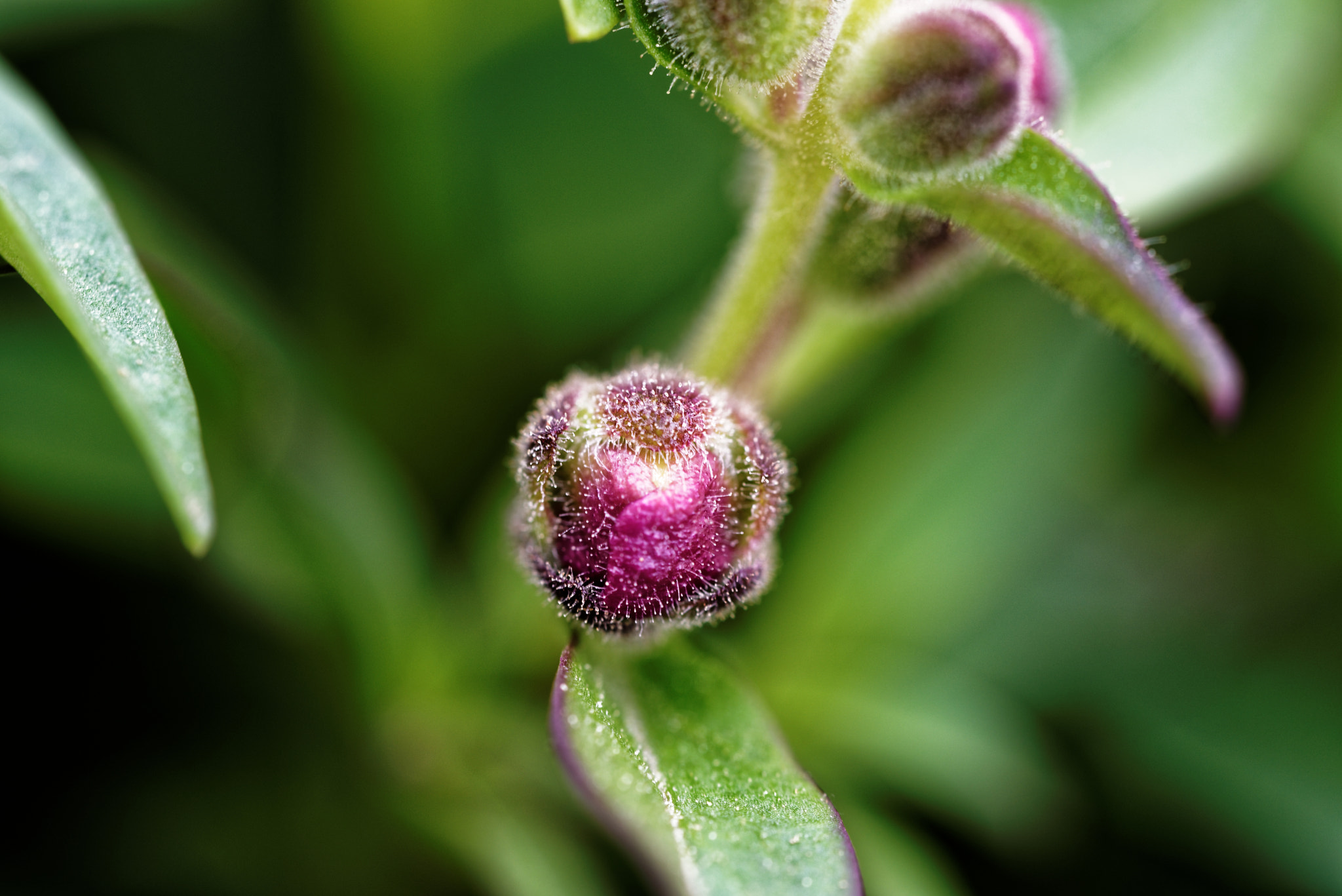Sigma 150mm F2.8 EX DG OS Macro HSM sample photo. Growing flower photography