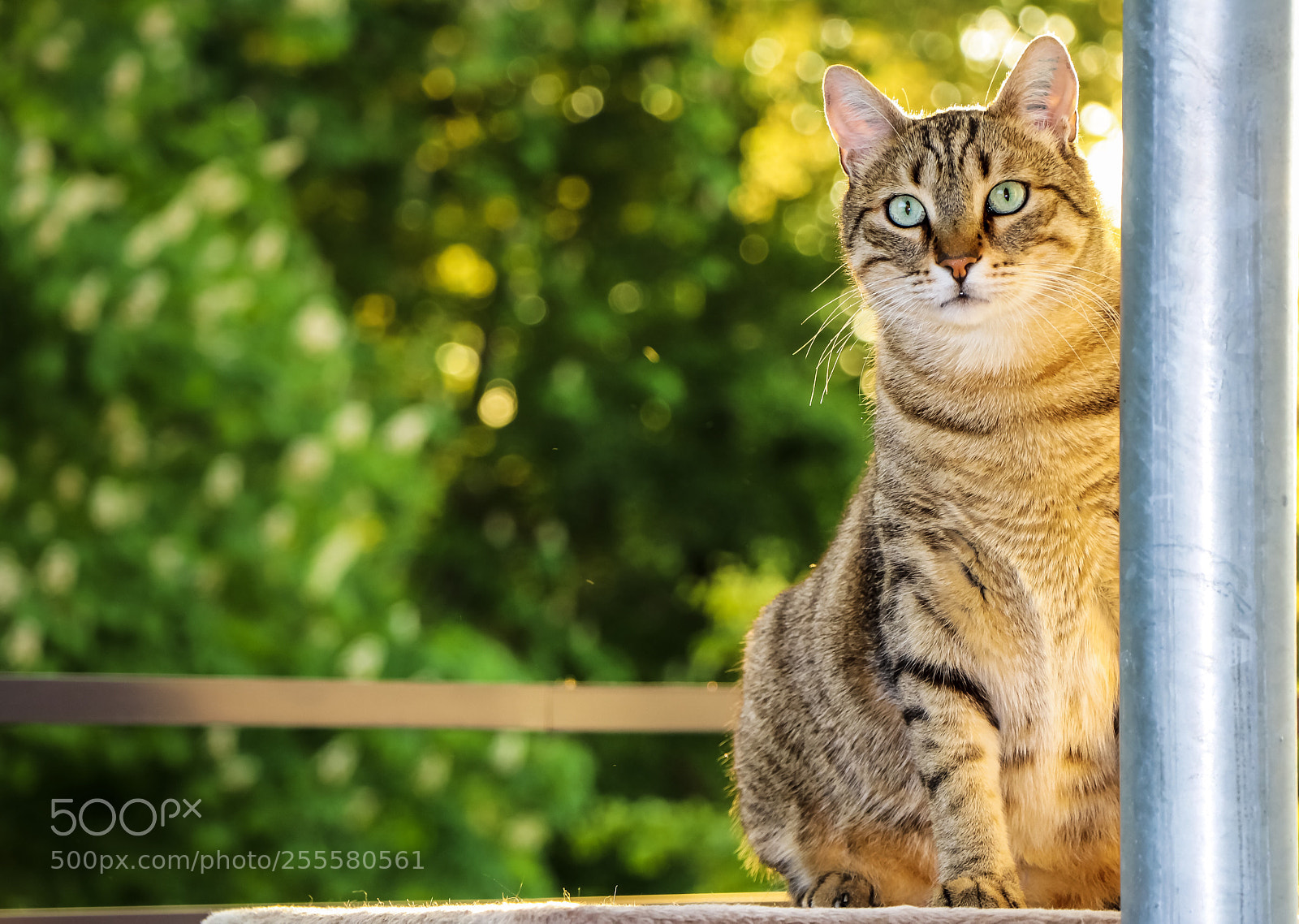 Canon EOS 77D (EOS 9000D / EOS 770D) sample photo. Whats up? photography