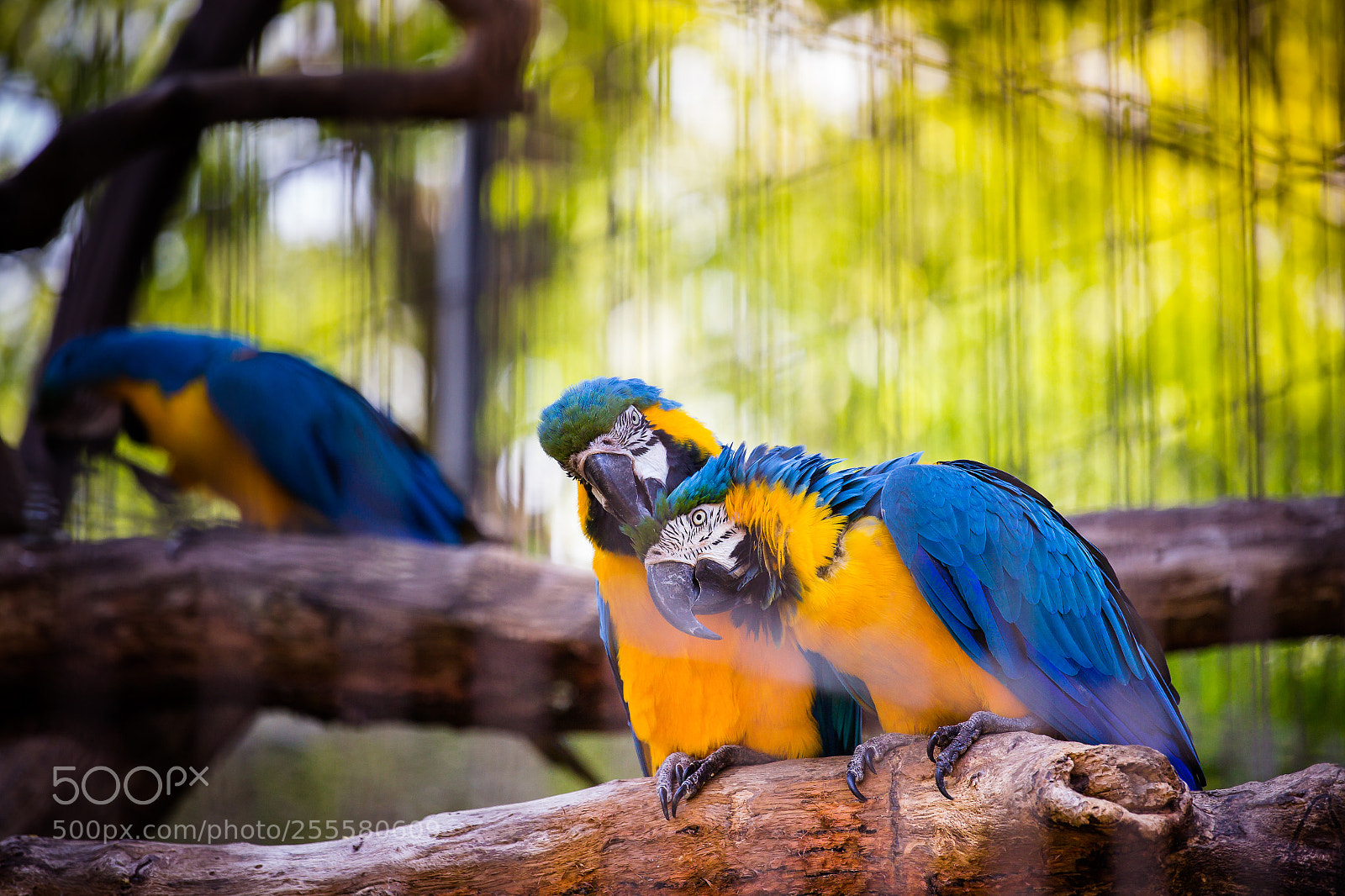 Canon EOS 6D sample photo. Birds photography
