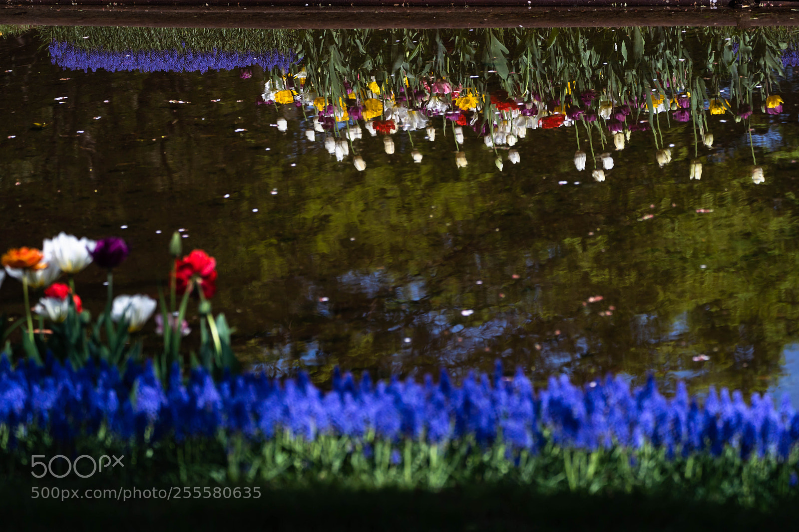 Sony a9 sample photo. Reflection photography