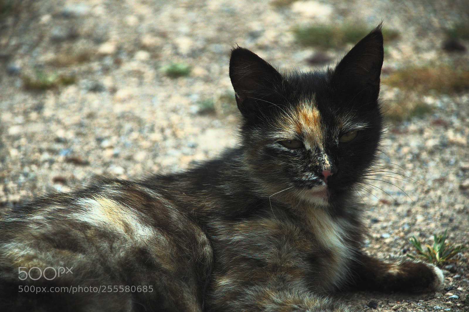 Nikon D5000 sample photo. Tutankhamun's cat photography