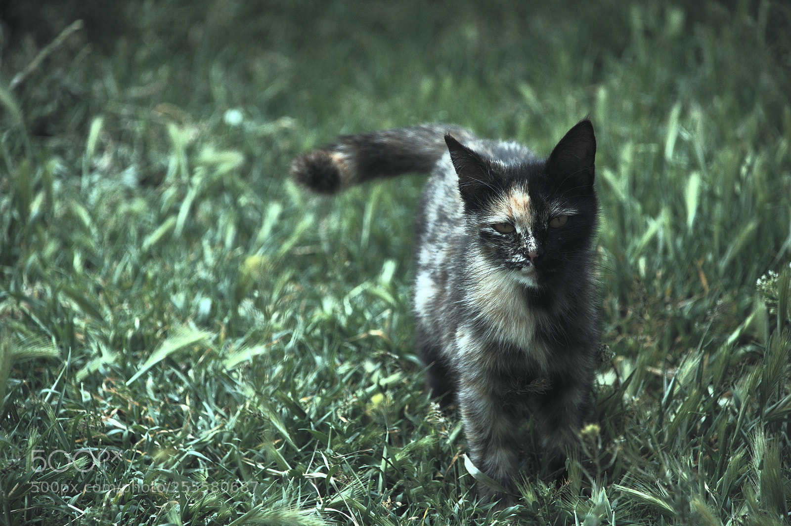 Nikon D5000 sample photo. Tutankhamun's cat photography