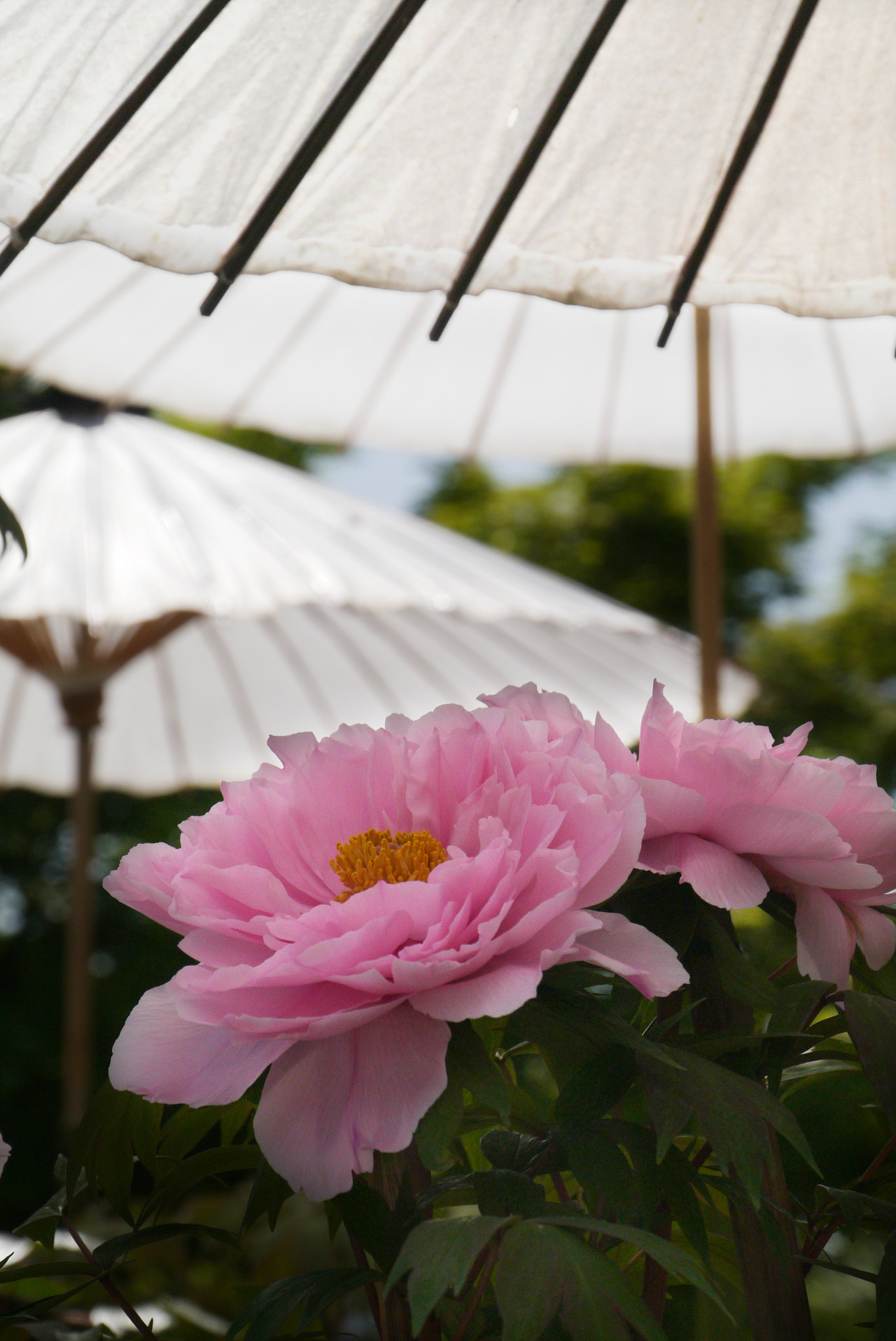 Panasonic Lumix DMC-GX1 sample photo. Flowers under parasol photography