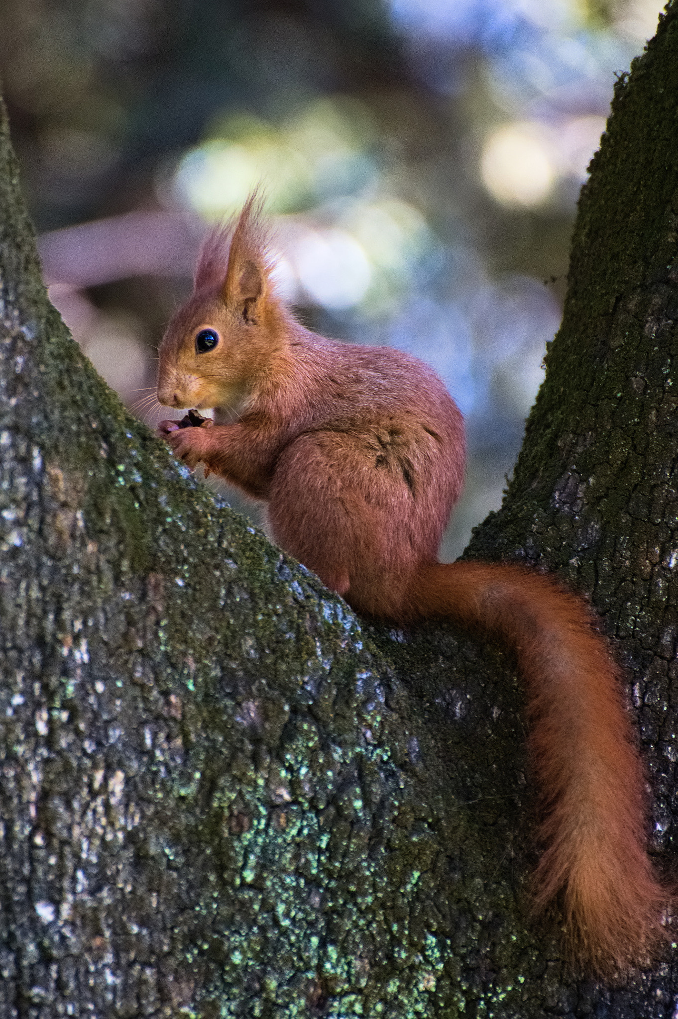 Nikon D5000 sample photo. Squirrel photography