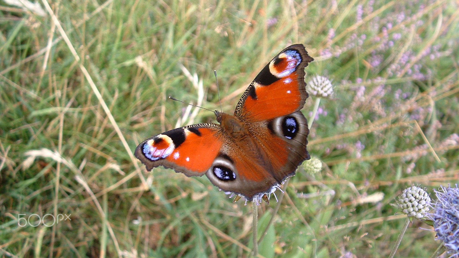 Fujifilm FinePix S304 sample photo. Papillon photography