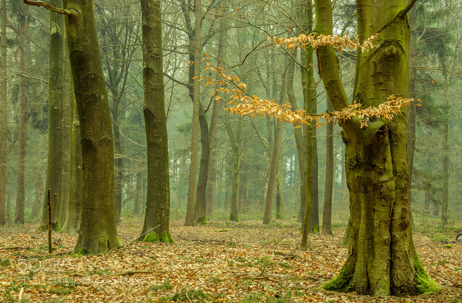 Nikon D7000 sample photo. Landgoed rechteren, dalfsen photography