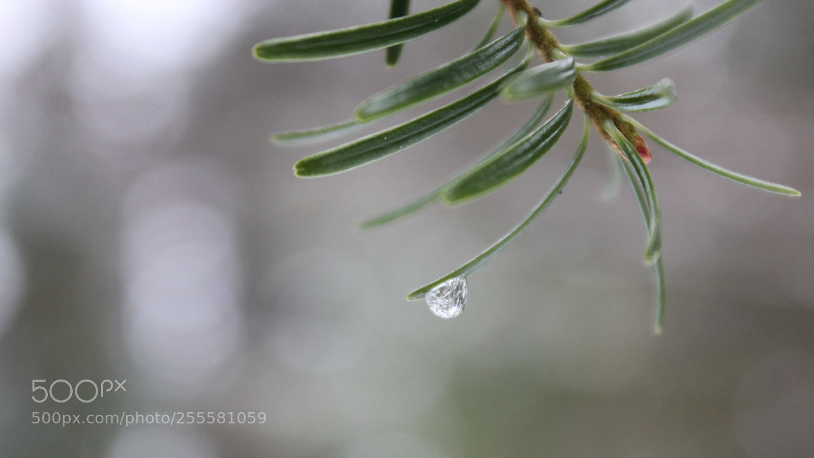 Canon EF-S 18-55mm F3.5-5.6 IS sample photo. Goutte photography