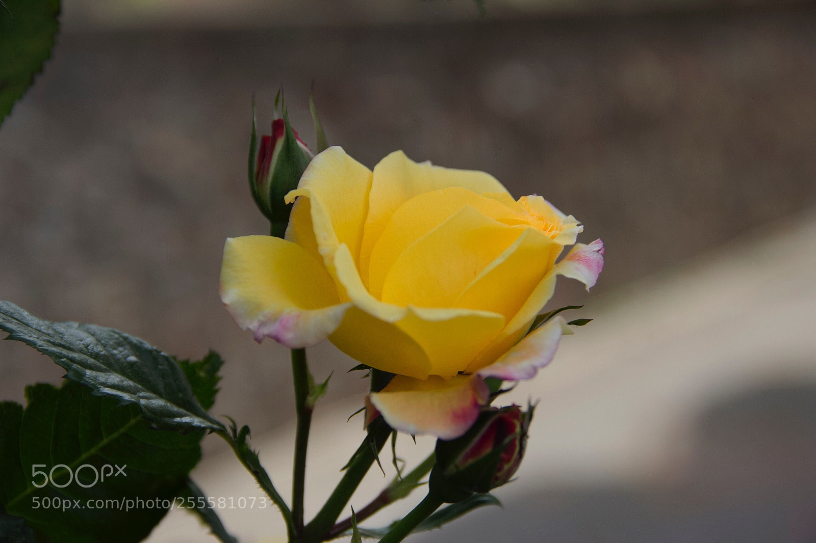 Canon EOS 60D sample photo. Untitled photography