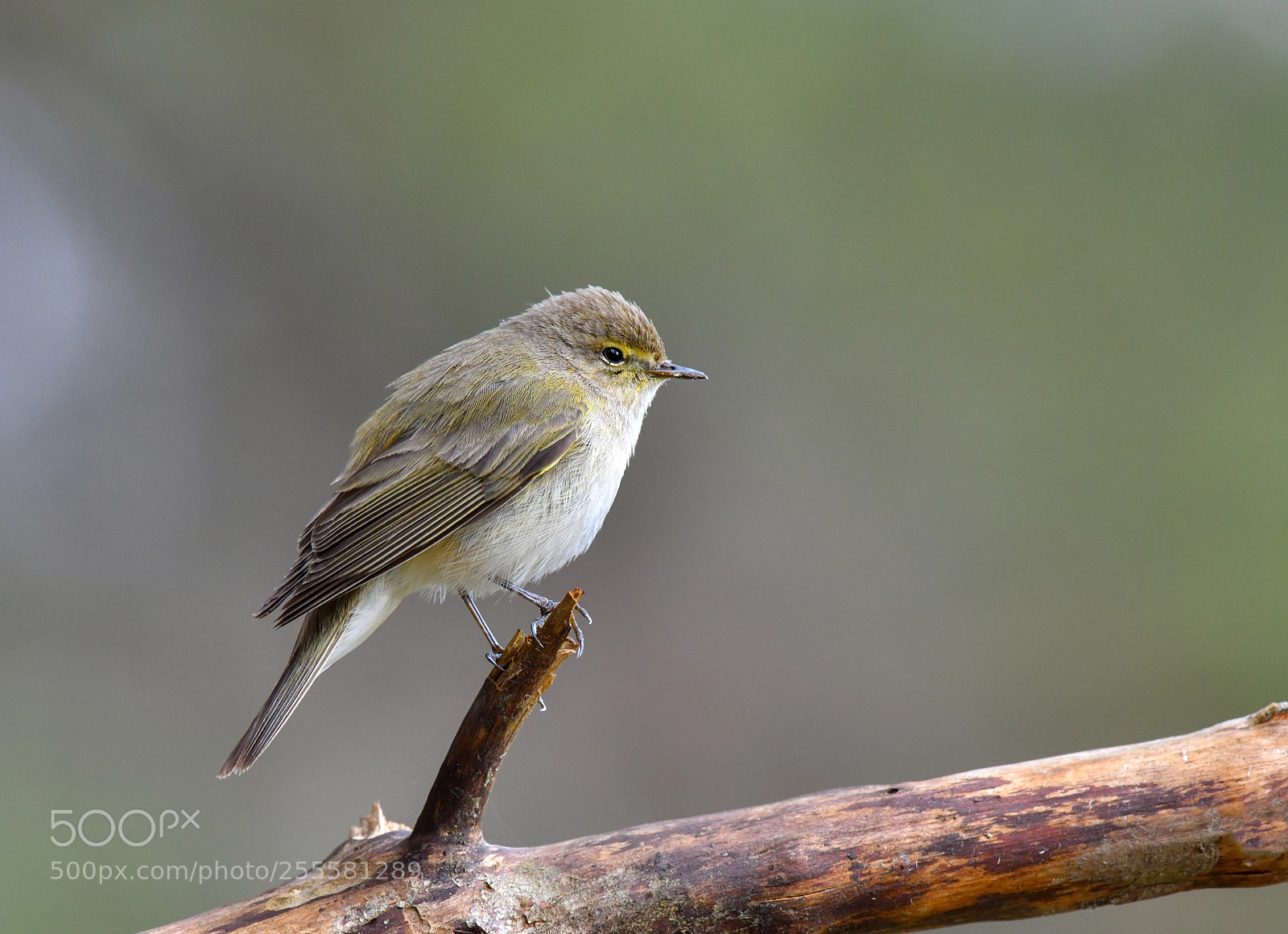 Nikon D850 sample photo. Warbler chiffchaff photography