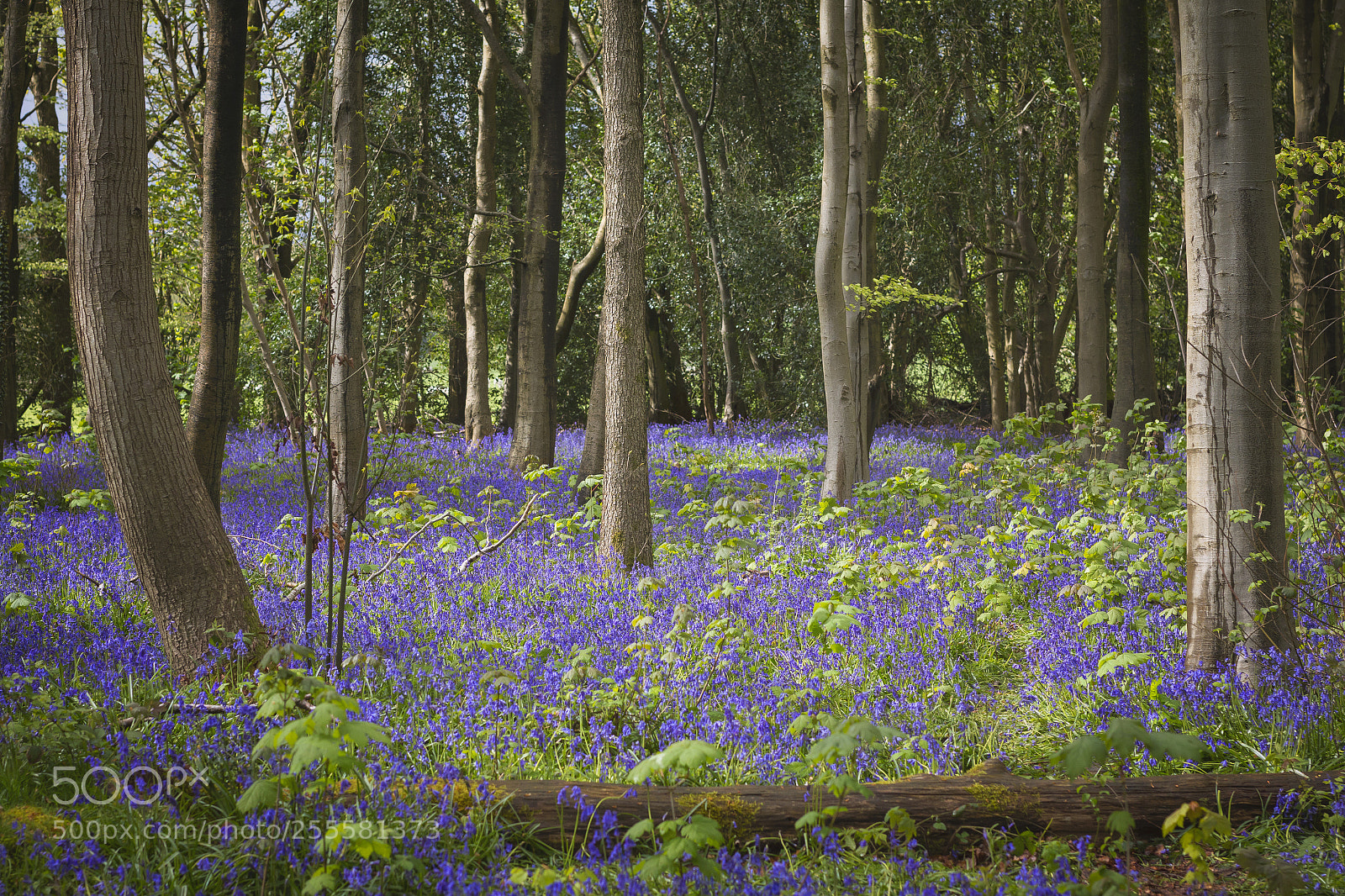 Canon EOS 70D sample photo. Spring bluebells photography