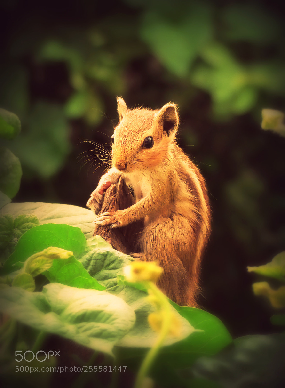 Canon PowerShot SX720 HS sample photo. Northern palm squirrel a.k.a photography