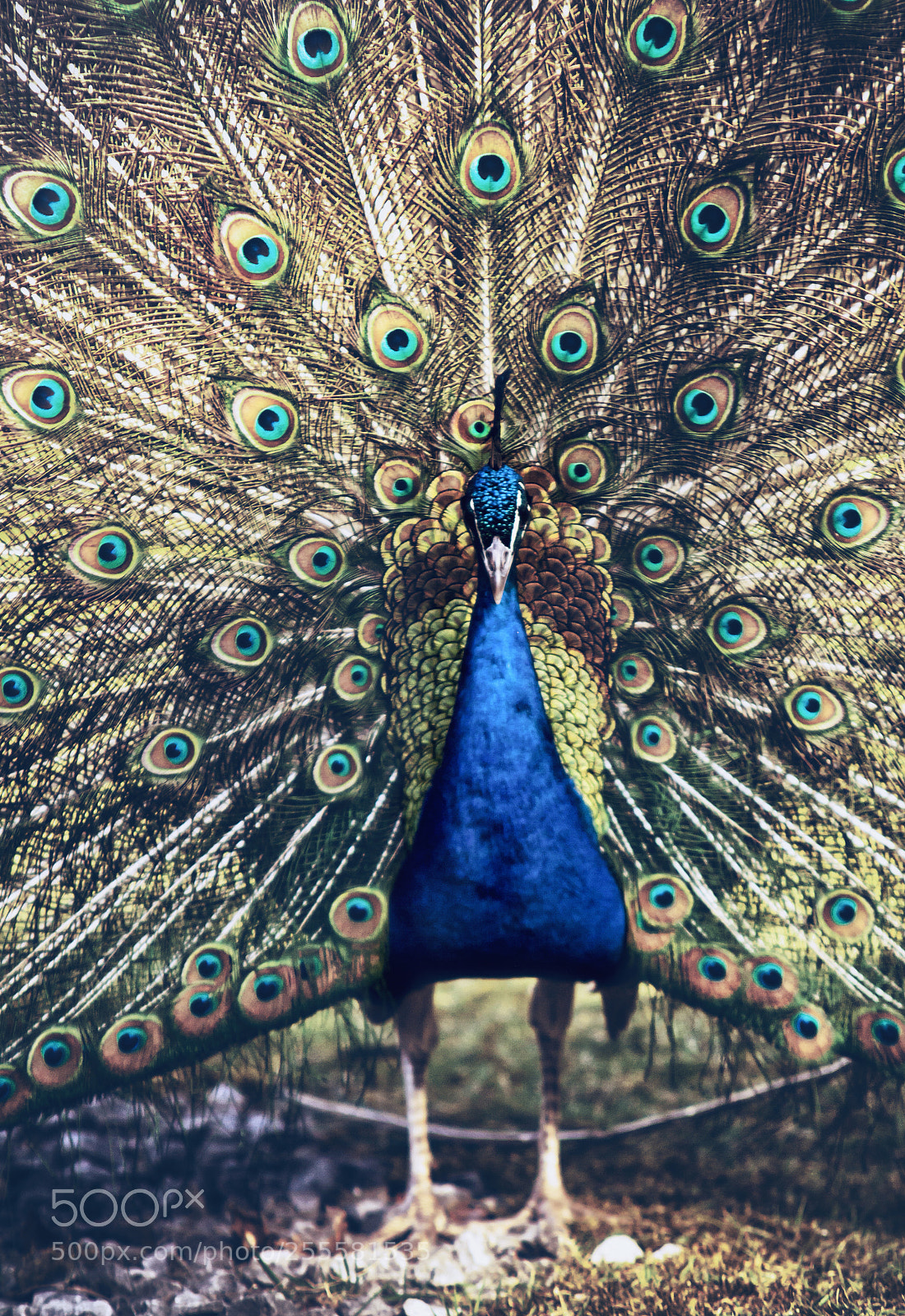 Canon EOS 50D sample photo. Peacock photography
