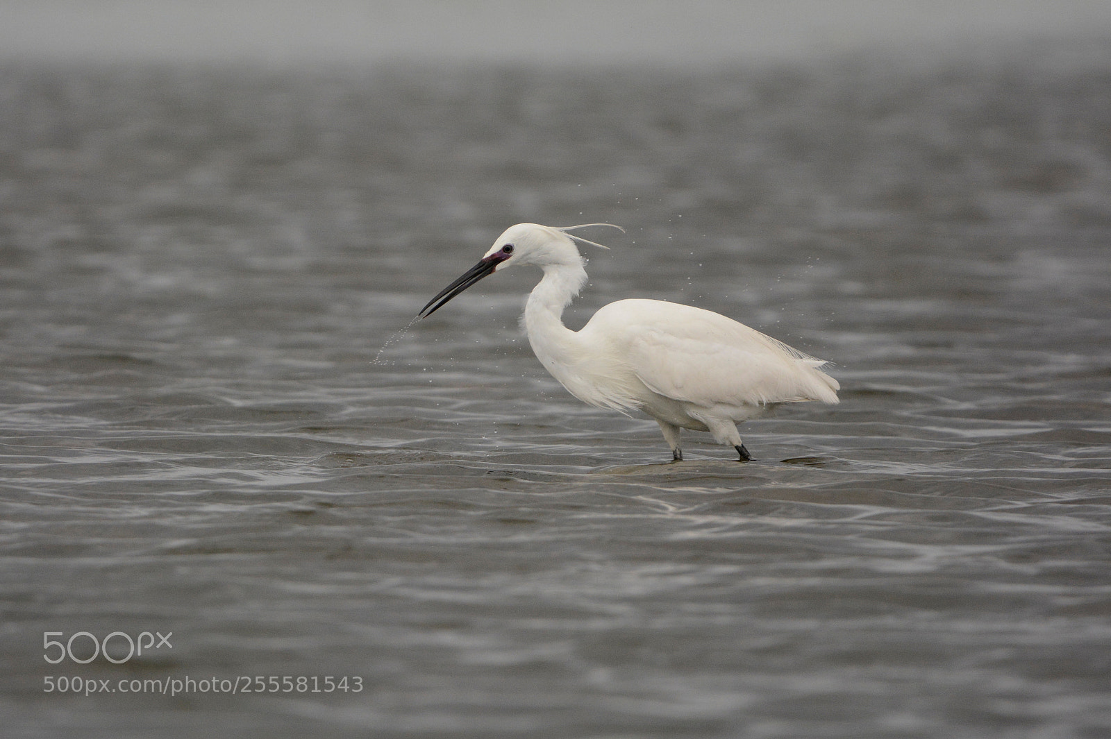 Nikon D7100 sample photo. Egretta garzetta photography