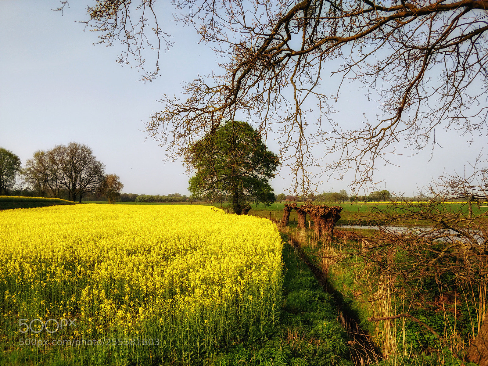 OnePlus 5T sample photo. Rapeseed photography