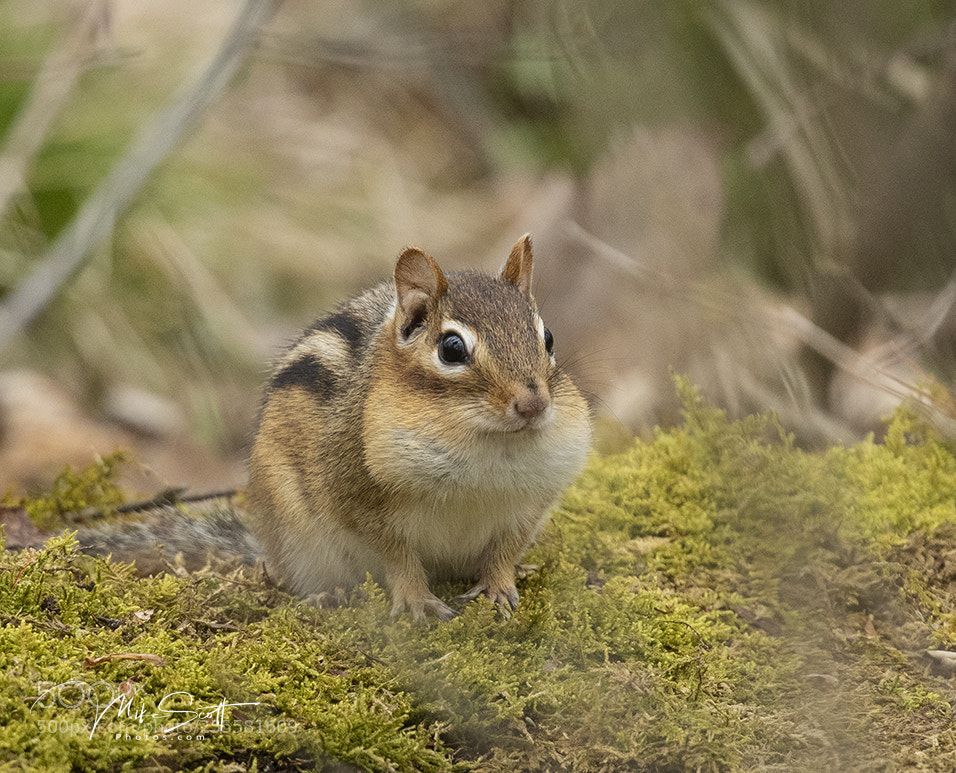 Nikon D500 sample photo. Chip puffed up photography