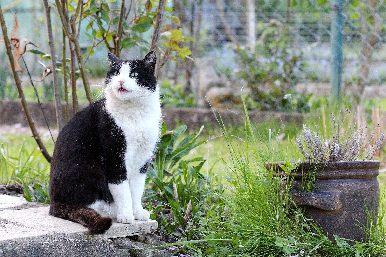 Canon EOS 700D (EOS Rebel T5i / EOS Kiss X7i) sample photo. Selfie sings  photography