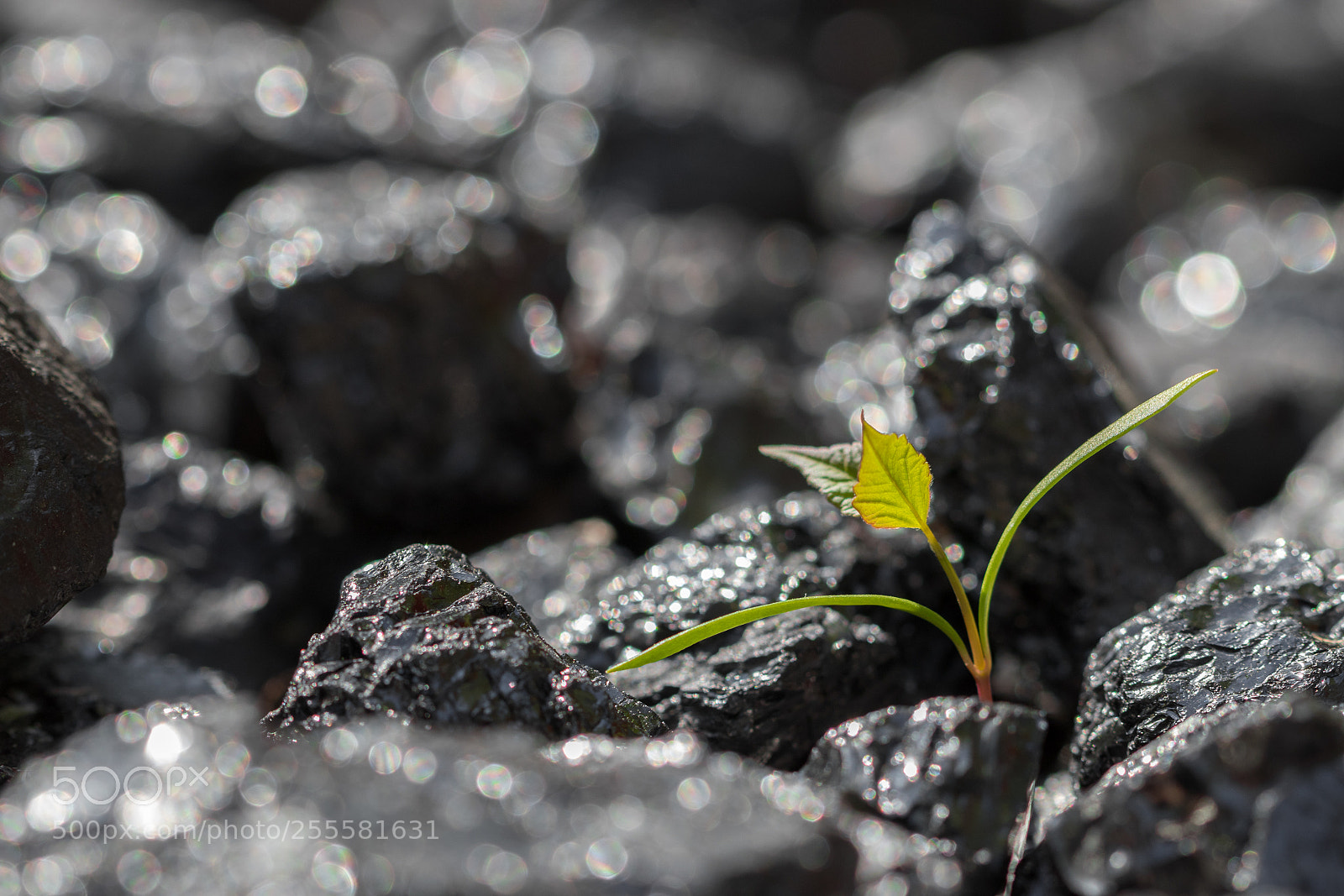 Canon EOS 80D sample photo. Spring awakening photography