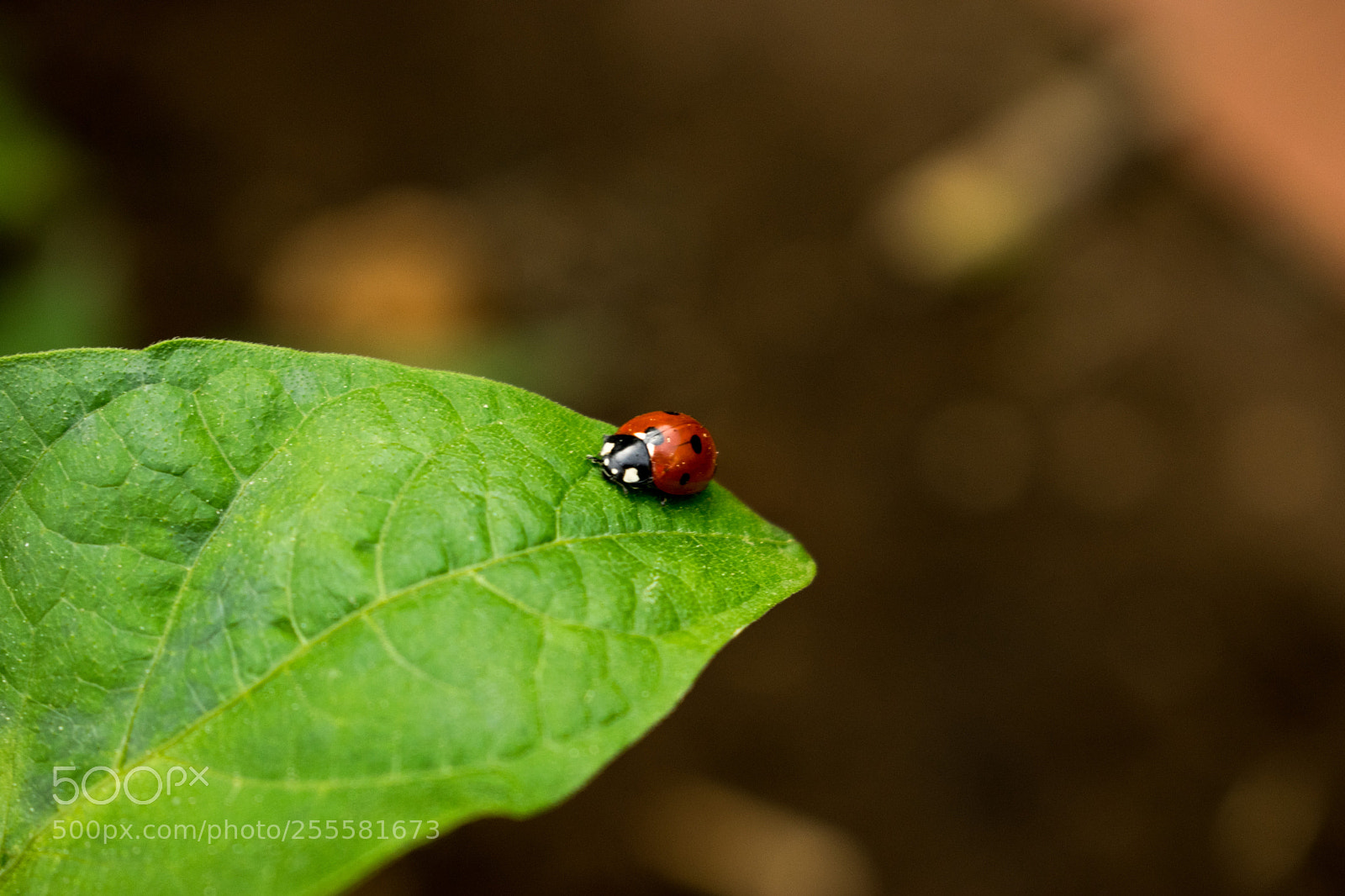 Nikon D3300 sample photo. Ladybug photography