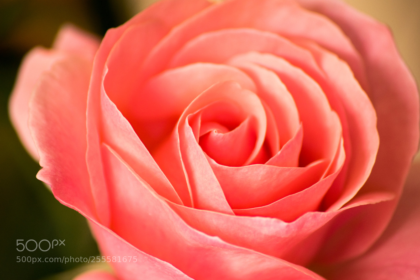 Nikon D3300 sample photo. Gift of nature photography