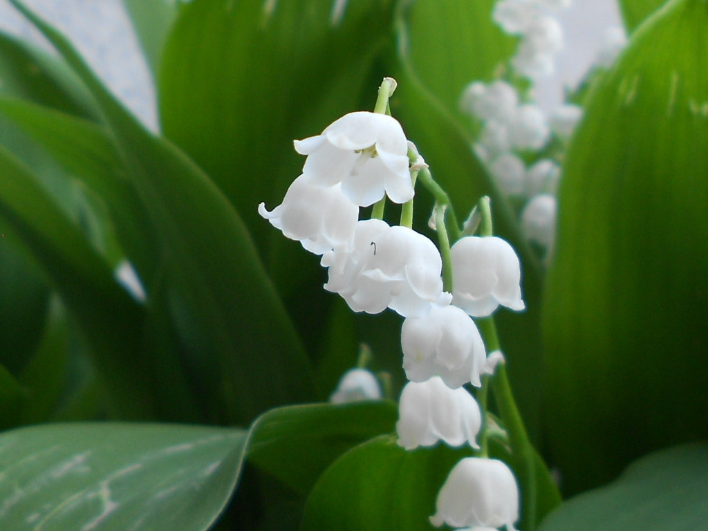 Nikon COOLPIX S2600 sample photo. Charming lily of the valley photography