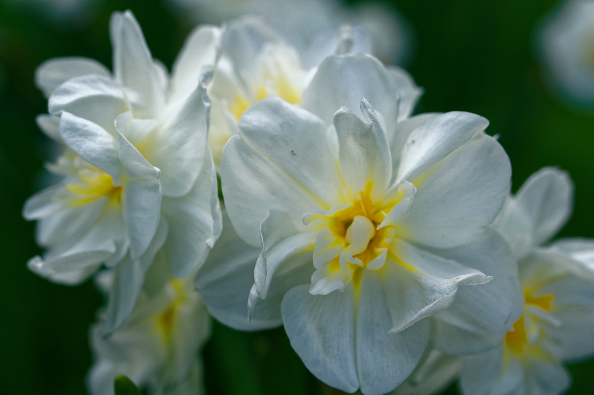 Pentax K-3 II + Pentax smc D-FA 50mm F2.8 Macro sample photo. Pentax 50mm macro. spring flowers. photography