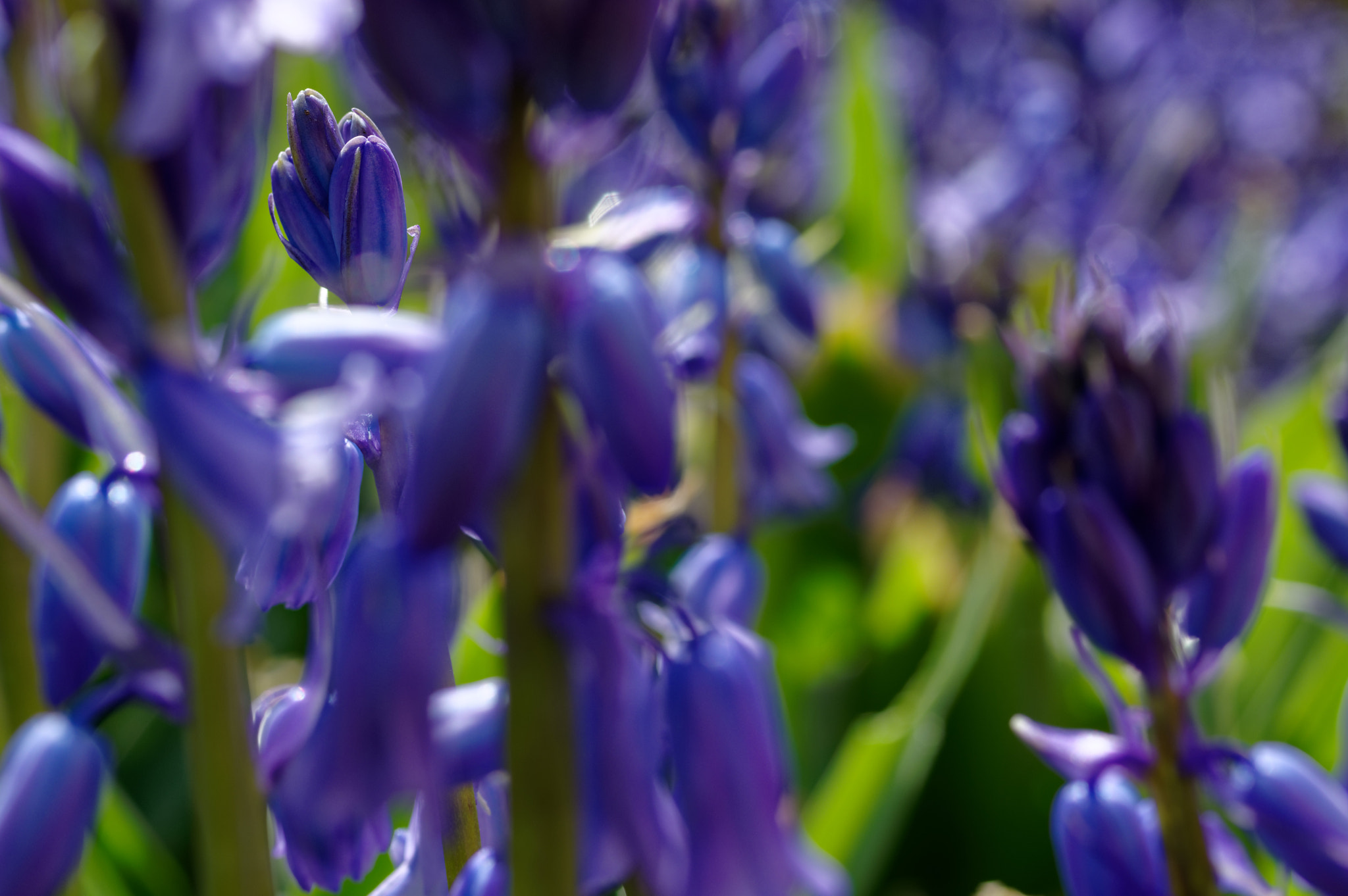 Pentax K-3 II + Pentax smc D-FA 50mm F2.8 Macro sample photo. Pentax 50mm macro. spring flowers. photography