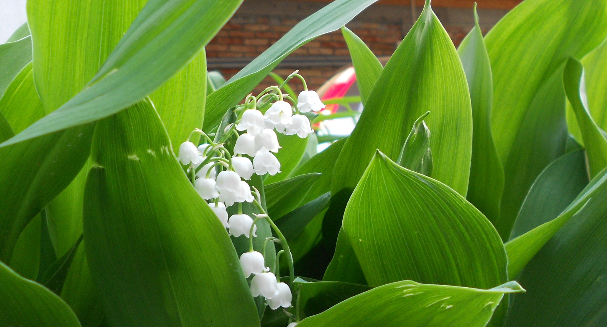 Nikon COOLPIX S2600 sample photo. Charming lily of the valley photography