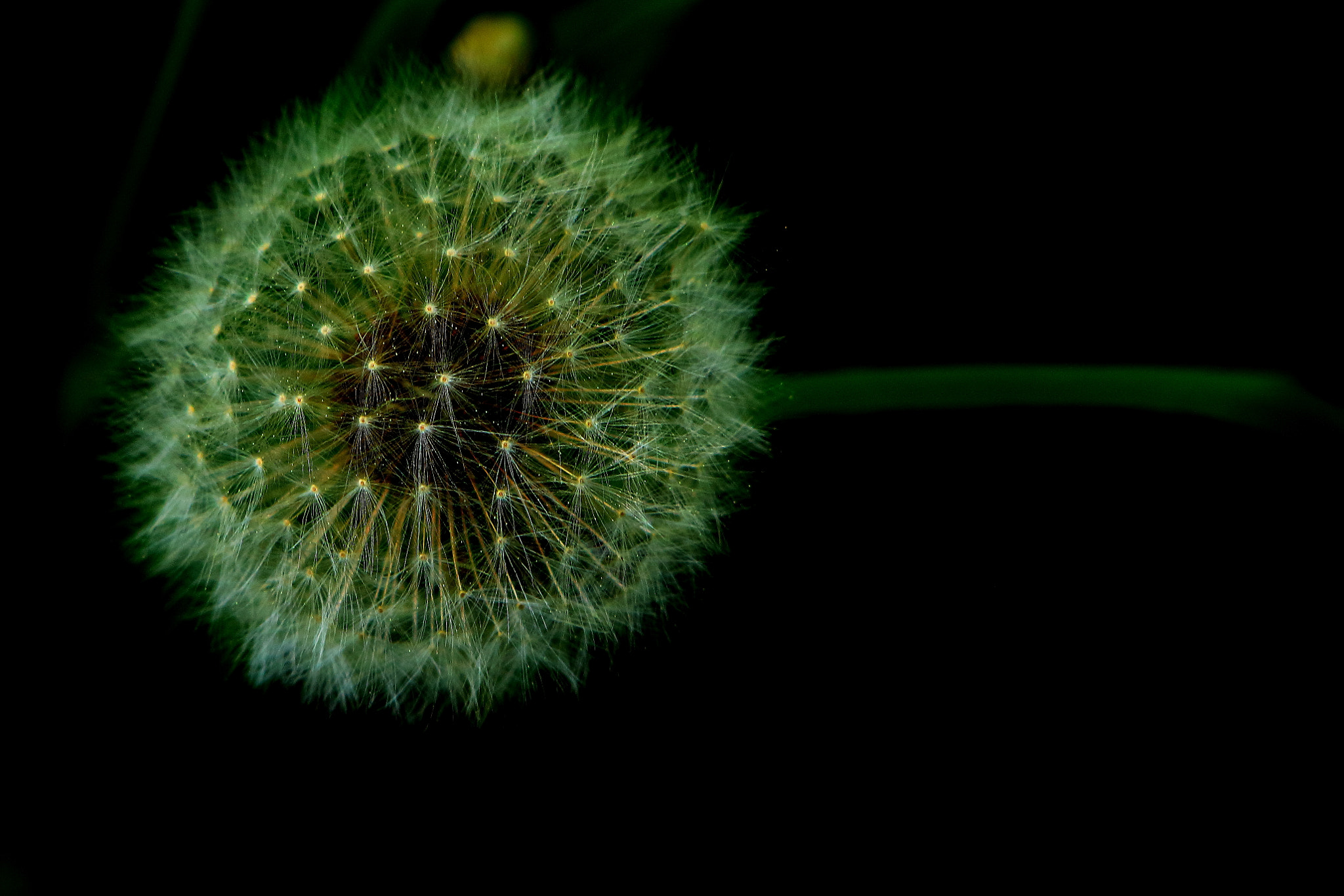 Canon EF 24-70mm F2.8L USM sample photo. Ball photography
