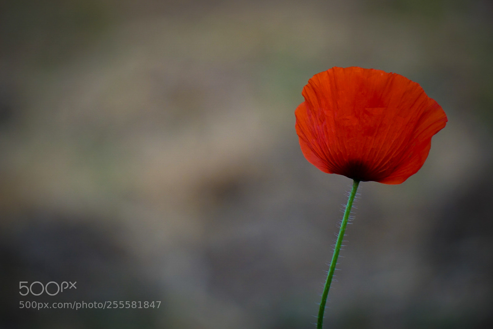Sony a6000 sample photo. Red poppy photography
